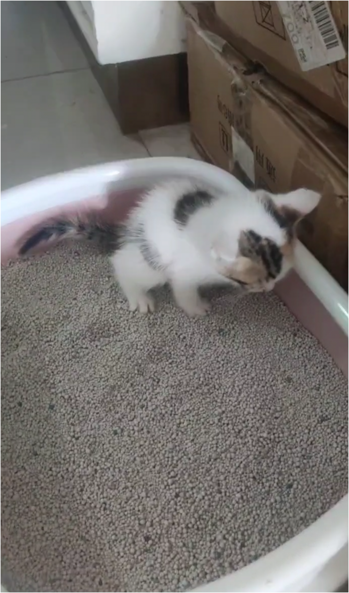 小猫福来日常-青柠博客