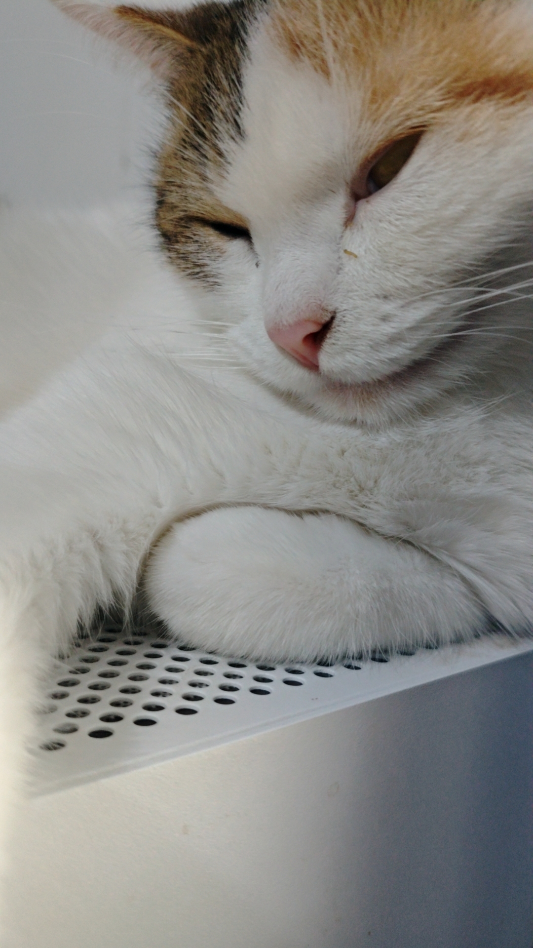 小猫福来的日常-青柠博客