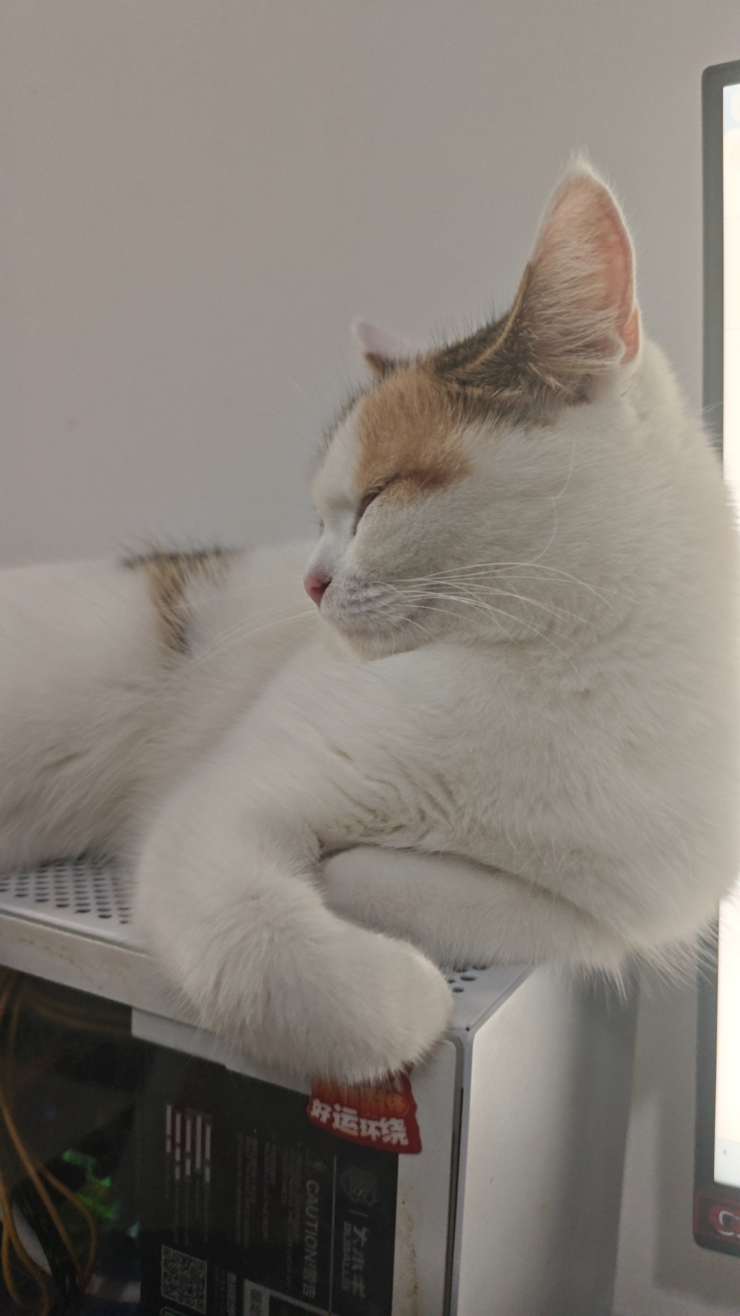 小猫福来的日常