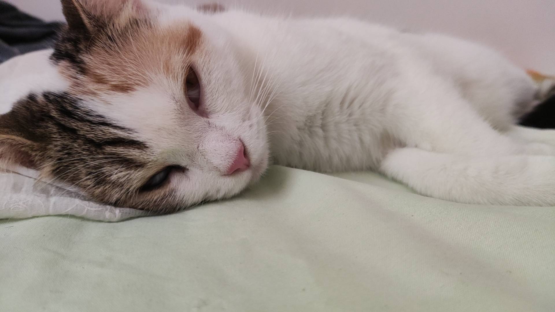 小猫福来的日常