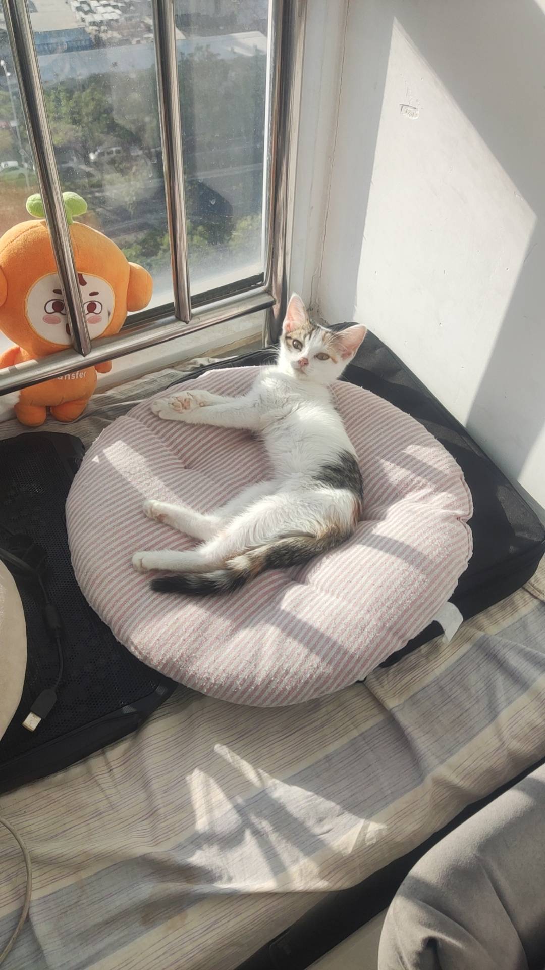 小猫福来的日常-青柠博客