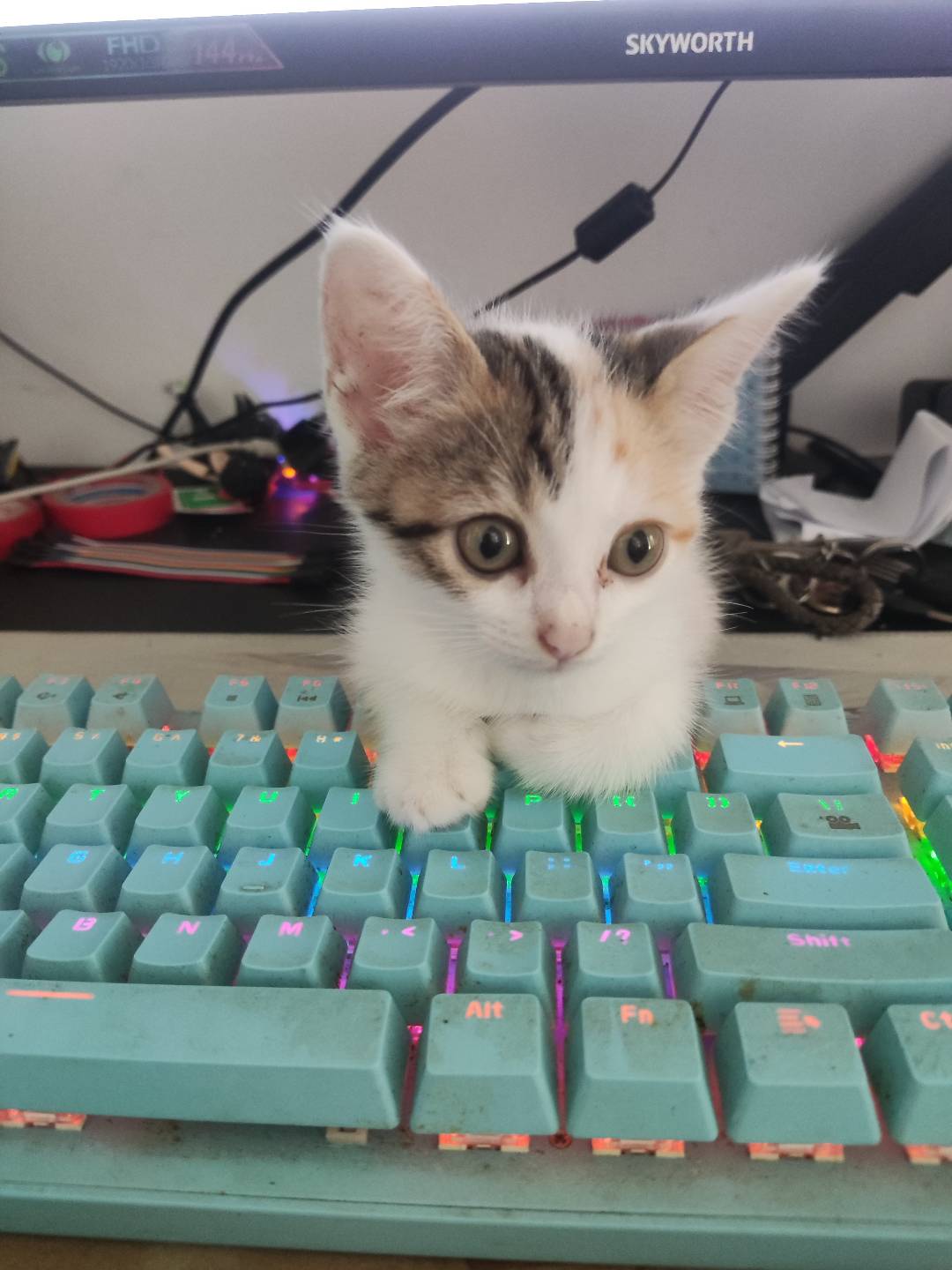 小猫福来的日常-青柠博客