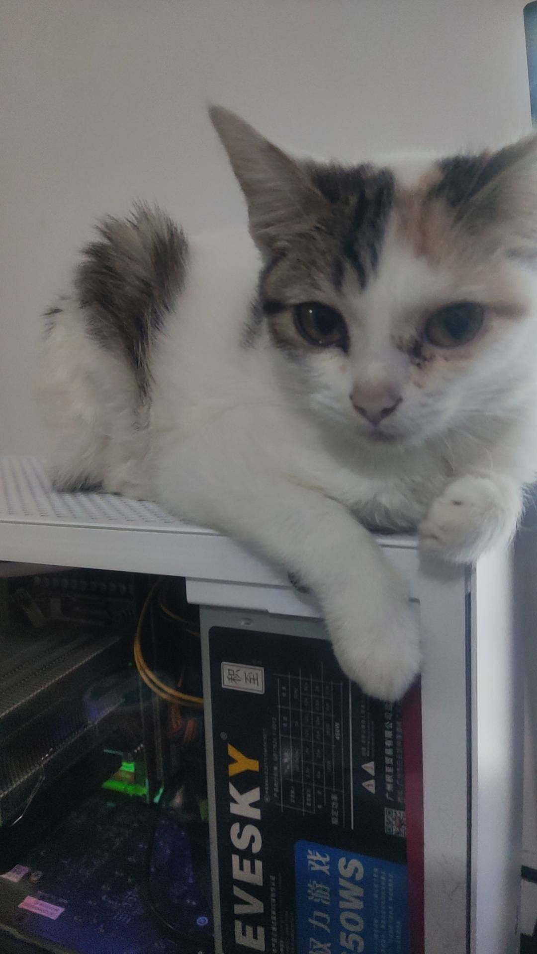 小猫福来的日常-青柠博客