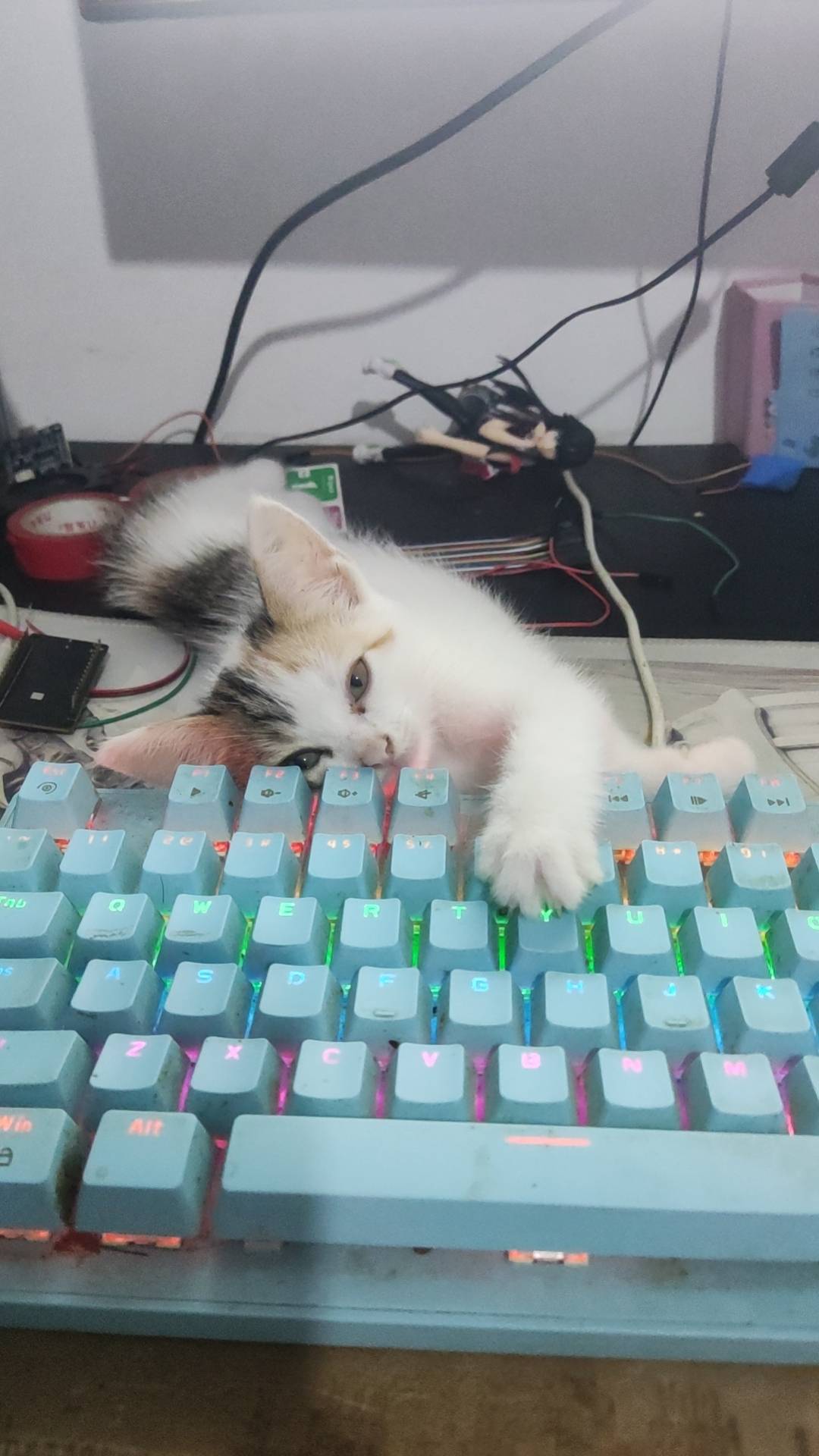 小猫福来的日常-青柠博客