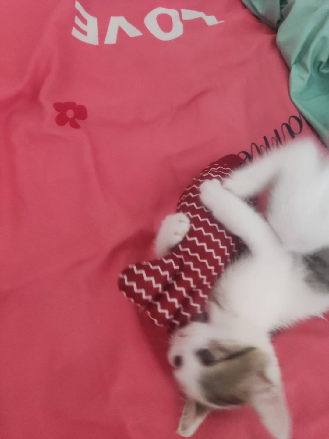 小猫福来的日常-青柠博客