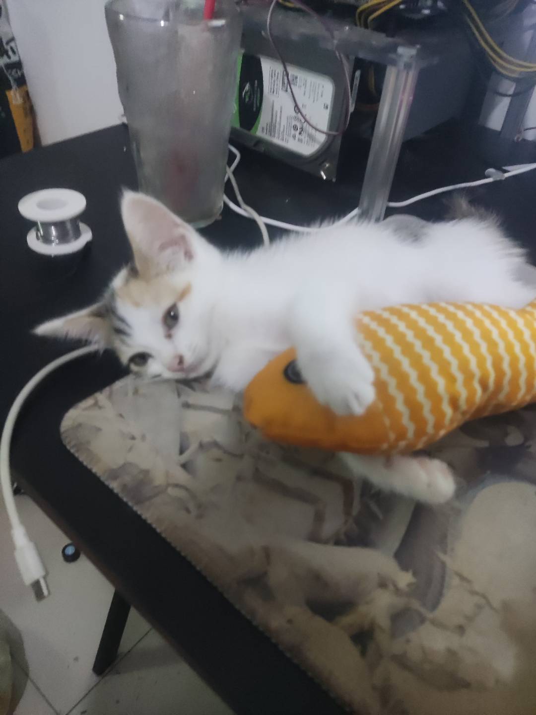 小猫福来的日常-青柠博客